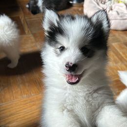 Rolley - Black and white Pomsky puppy in Bronx, New York from DeLeon’s Wolfpack Pomsky’s