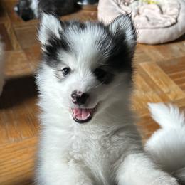 Rolley - Black and white Pomsky puppy in Bronx, New York from DeLeon’s Wolfpack Pomsky’s