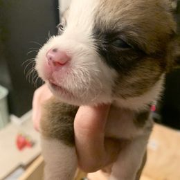 Girl 6 - Sable Pembroke Welsh Corgi puppy in Cumming, Georgia from Carter’s Corgis LLC