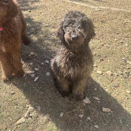 Layla - Sable female Goldendoodle puppy in Arlington, Texas from Chambers Doodle Patch