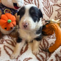 Zorro - Black and white male Border Collie puppy in Mckinney, Texas from Border Collies of Ruidoso