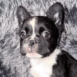 French Bulldogs and Poodles from Silks Frenchies & Poodles