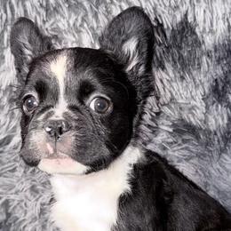 French Bulldogs and Poodles from Silks Frenchies & Poodles