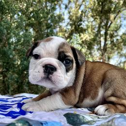 Rascal - Red male Bulldog puppy in Ranger, Texas from Select Bulldogs