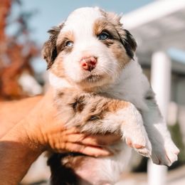 Lambo - Red merle male Australian Shepherd puppy in Meridian, Idaho from Boise Aussie Paws