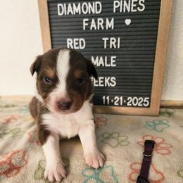 Purple - Red tri-color male Australian Shepherd puppy in Camp Verde, Arizona from Diamond Pines Farm