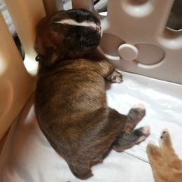 Boxer Puppies from SmashBox Kennel