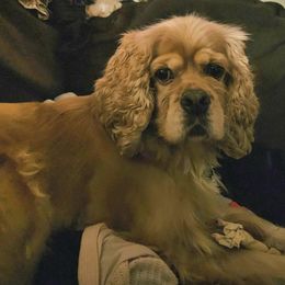 Remmie - Cocker Spaniel