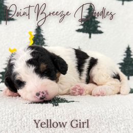 Yellow Girl - Tri-color female Bernedoodle puppy in Rochester, New York from Point Breeze Doodles, LLC