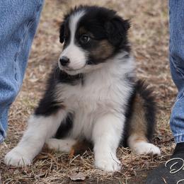 Waffles - Black tri-color male Australian Shepherd puppy in Burbank, South Dakota from Dakota Rose Aussies