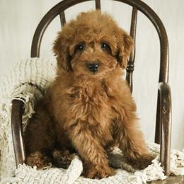 Farley - Red  male Poodle puppy in Etna Green, Indiana from Perfect Match Poodles
