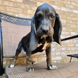 Marina - Black female Colombian Fino Hound puppy in Kingston, Tennessee from Fino Hounds USA