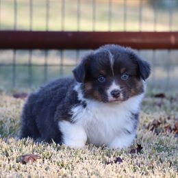 Jacob - American Corgi puppy from Native Corgis