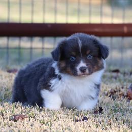Jacob - American Corgi puppy from Native Corgis