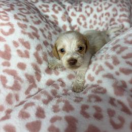 Marie - Piebald female Dachshund puppy in Lake City, Florida from My Ditzy Doxies of Florida
