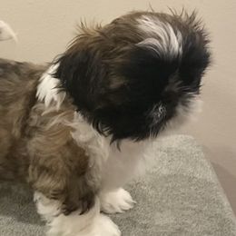 Shih Tzus from Strano’s Shih Tzu