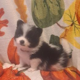 TINY MAN 4 - Black parti male Pomeranian puppy in Lore City, Ohio from Tonia's Pomeranians