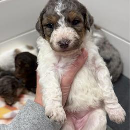 Sugar - Blue merle female Aussiedoodle puppy in Heber City, Utah from Junipersdoodles