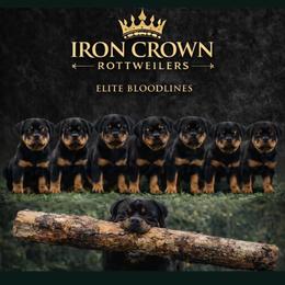 5th pick male - Black and mahogany male Rottweiler puppy in Marysville, Washington from IronCrownRotts