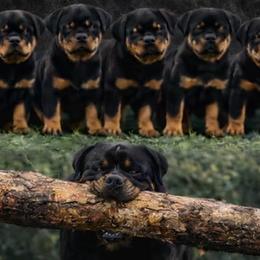 5th pick male - Black and mahogany male Rottweiler puppy in Marysville, Washington from IronCrownRotts