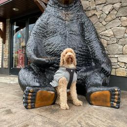 Goldendoodle All Grown Up from Brasingtondoodles