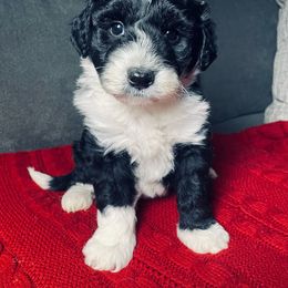 Jolly - Black and white male Sheepadoodle puppy in Pataskala And Thornville, Ohio from Four Front Doodles - Pataskala