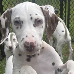 Brown Boy - White and liver brown Dalmatian puppy in Lakeland, Florida from Ink Spot Canines