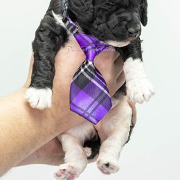 Poodle Puppies from Devin’s Purple Poodles