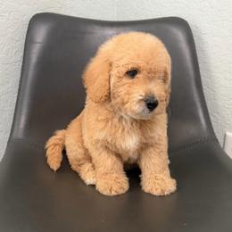 Boy 3 - Apricot male Goldendoodle puppy in Spring Hill, Florida from Ohana Doodles