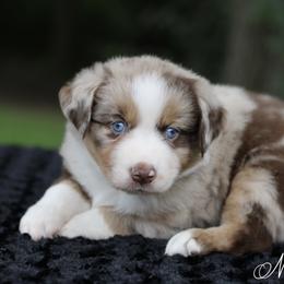 Cosmos - Australian Shepherd puppy in Coldwater, Michigan from Northern Star Australian Shepherds