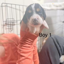 Boy 1 - Black brown and white male Basset Hound puppy in Brandon, Mississippi from Milton’s Bassets
