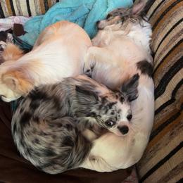Moxxie - Chihuahua