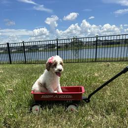 Goldendoodle Puppies from The Doodle House