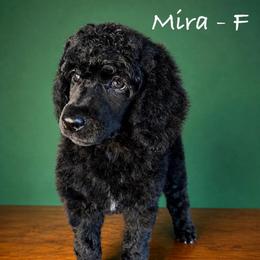 Mira - Black female Poodle puppy in Greenwich, New York from MizzElle’s Standard Poodles
