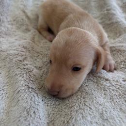 Sunny - Cream female Dachshund puppy in Bremen, Georgia from Sapp’s Sweet and Spicy Dachshunds