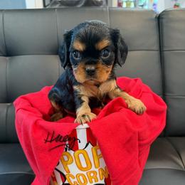Huey - Tri-color male Cavalier King Charles Spaniel puppy in Cerro Gordo, North Carolina from Cloverleaf K9 Connections