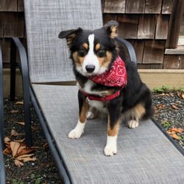 Miniature Australian Shepherds from Relph’s Mini Aussies