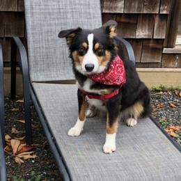 Miniature Australian Shepherds from Relph’s Mini Aussies