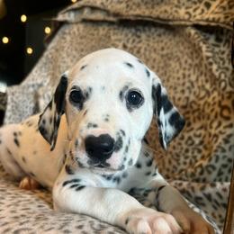 Payday - White and black male Dalmatian puppy in Austin, Texas from Dazzling Dalz