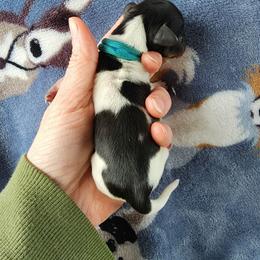 Puddles - Black and tan male Dachshund puppy in Seneca, Missouri from Dogwood Doxies