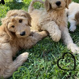 Goldendoodle Puppies from Muddy Acre Pups