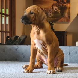 Rhodesian Ridgeback Puppies from Zenkosi Ridgebacks