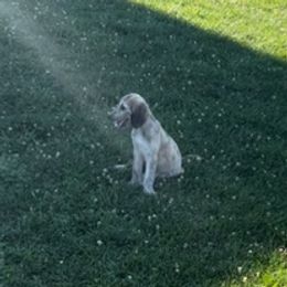 Afghan Hounds from Sunlit Reg.