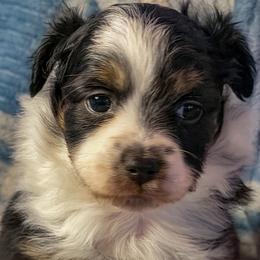Black tri - Black tri female Miniature Australian Shepherd puppy in Helmville, Montana from CKO Country Road Aussies