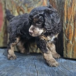 Chuckling - Phantom male Poodle puppy in Springfield, Oregon from Valaurah Farms