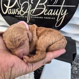 Ligth Pink - Red  female Poodle puppy in El Paso, Texas from Paws Of Beauty
