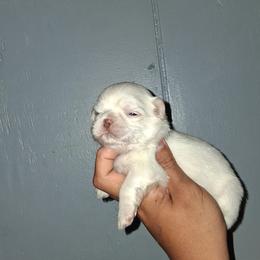 Boy 2 - White male Shih Tzu puppy in Birmingham, Alabama from K&D kennels