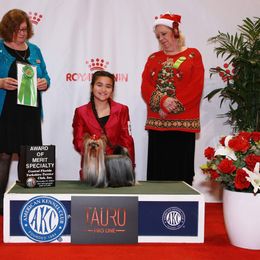 Yorkshire Terrier All Grown Up from Corazón De Cristal Yorkies