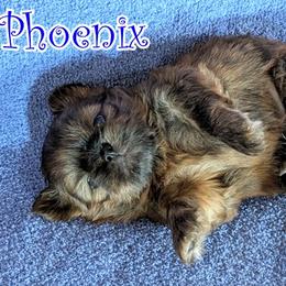 Phoenix - Brindle male Shih Tzu puppy in Surprise, Arizona from Arizona Shih Tzu