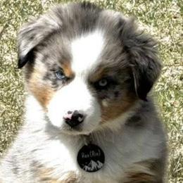 American Corgis and Miniature American Shepherds from Puppies by Alies